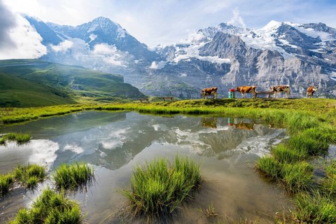 Mountain panorama with peaks Eiger, Mönch and Jungfrau, reflected in a small pond with cows, Kleine