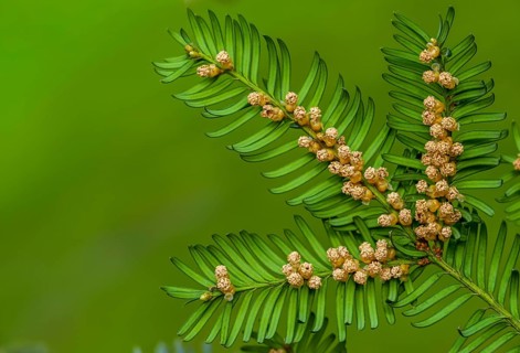 Yew, yew family, European yew, taxaceae, taxus baccata, blossom, flower, flora, male flowers,