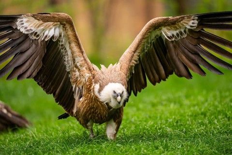 Griffon Vultures (Gyps fulvus) starts flying from a meadow in spring, bavaria, Germany
