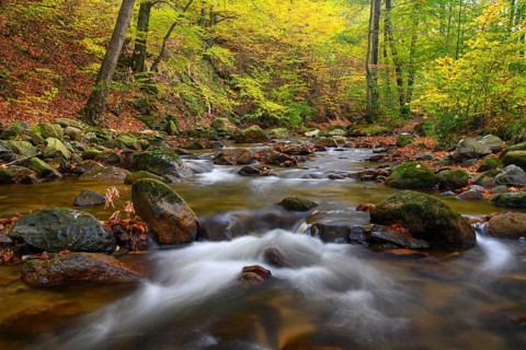 The river Ilse flows in the beech forest in the Harz Mountains, Ilsenburg, Saxony-Anhalt, Germany
