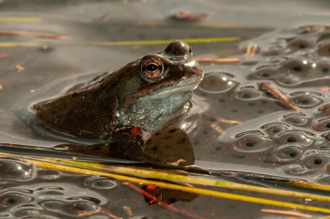 Common frog, common frog, rana temporaria, amphibians, amphibians, frog, frogs, spring, spawning