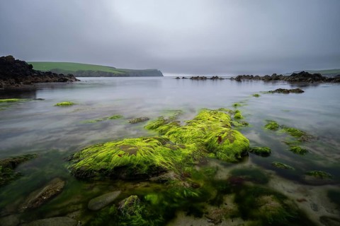 Rocky coastal landscape with green seaweed growth in the intertidal zone, Shetland Islands,