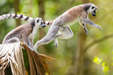 Ring-tailed lemur (Lemur catta) jumping from a branch, captive, Germany