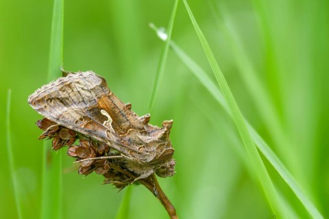 Autographa gamma, owl moth, gamma owl, noctuidae, pistol owl, butterfly, insects, moths, moths,