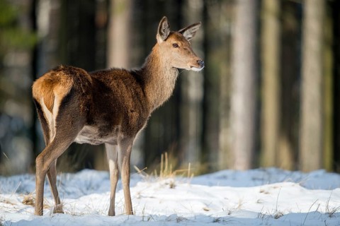 Artiodactyla, Cervus Elaphus, even-toed ungulate, cloven-hoofed, red deer, deer, deer, mammals,