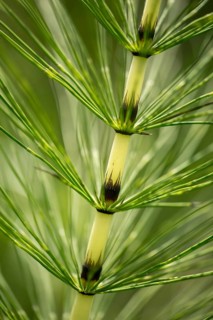 Equisetaceae, equisetum telmateia, giant horsetail, horsetail, great horsetail, high size, vertical