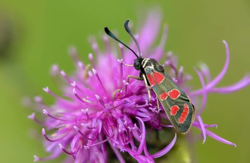 Carniolane burnet, eastern burnet moth, esparset ram, Carniola ram, zygaena carniolica, blood