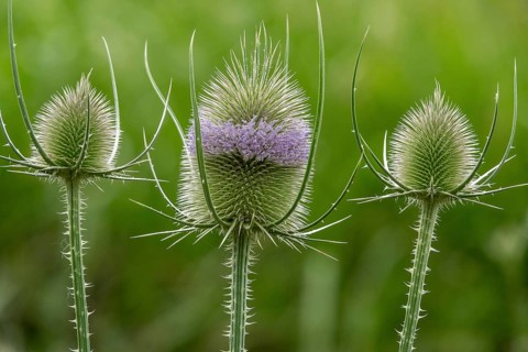 Wild teasel (Dipsacus fullonum), Baden-Württemberg, Germany