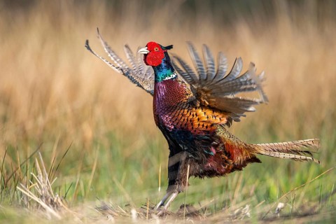 Courting common pheasant, Osterfeine, Lower Saxony, Germany