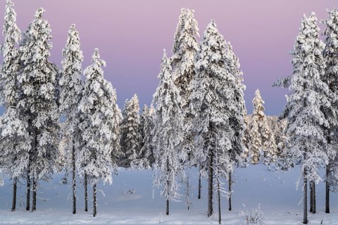 Snowy winter forest at dusk, Nattavaara, Norrbotten, Lapland, Sweden, November 2023