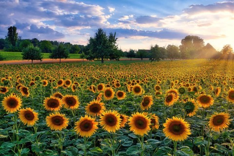 A field of sunflowers (Helianthus annuus) at sunset, atmospheric clouds in the evening sky, Canton