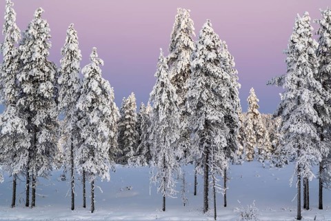Snowy winter forest at dusk, Nattavaara, Norrbotten, Lapland, Sweden