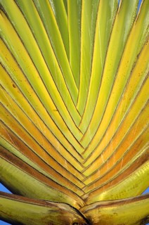 Palm fronds on Bonaire, ABC islands, Caribbean, South America