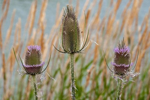 Wild teasel (Dipsacus fullonum), in flower, Baden-Württemberg, Germany