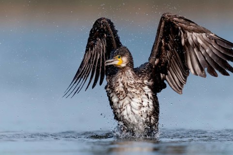 Black shag, cormorant, phalacrocorax carbo, bath, bathe, birds, flying, flight, immaturus, not