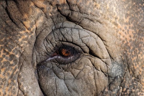 Close-up of an elephant's eye (Elephas maximus) with distinctive skin texture, Germany