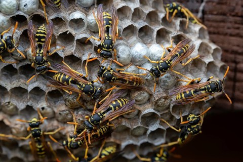 Brighter-colored paper wasp, French field wasp, gallic field wasp, house field wasp, hymenoptera,