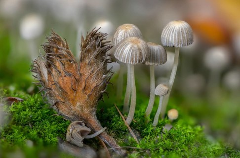 Coprinellus disseminatus, Coprinus disseminatus, sown tintling, fairy inkcap, fungi, mushrooms,