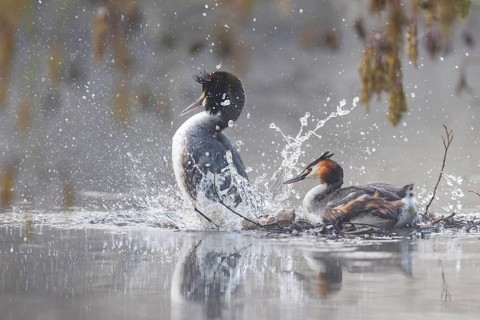 Great Crested Grebe (Podiceps cristatus), Germany