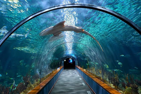 A shark swims over an illuminated underwater tunnel in an aquarium with surrounding fish, aquarium,