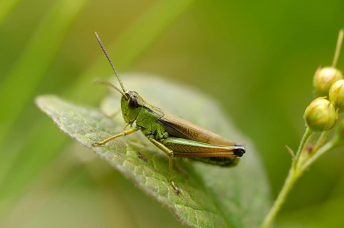 Acrididae, Caelifera, Chorthippus montanus, field locusts, gomphocerinae, grasshoppers,