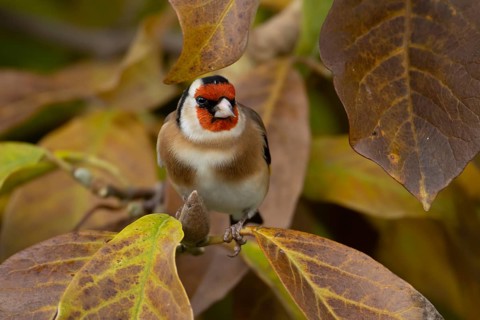 European goldfinch (Carduelis carduelis) adult garden bird in a magnolia tree with autumn colour