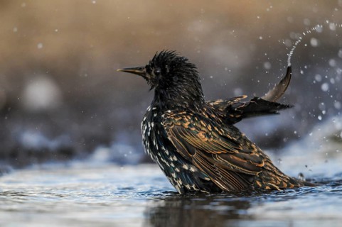 Star, Starling, Sturnus Vulgaris, Bath, Birds, Passeri, Songbirds, Potions, Birds, Watering Place