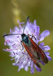 Beaver ram, blood droplet burnet, thyme ram, zygaena minos, blood droplets, butterfly, high size,