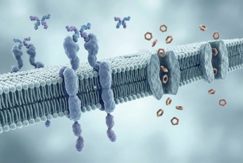 Molecular biology illustration showing how insulin hormones bind to cell receptors to regulate