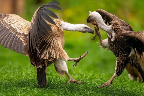 Griffon Vultures (Gyps fulvus) arguing with each other on a meadow in spring, bavaria, Germany
