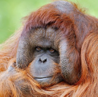 Bornean orangutan (Pongo pygmaeus), male, portrait, captive, occurring on Borneo