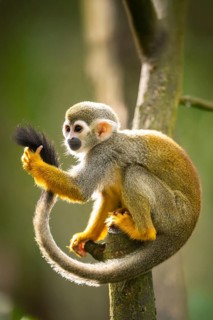 Common squirrel monkey (Saimiri sciureus) on a branchåç, captive, distribution South America