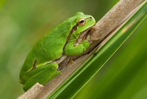 Eastern tree frog, hyla orientalis, tree frog, amphibians, amphibians, Bulgaria, frog, frog,