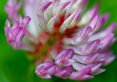 Fabaceae, medium clover, butterflies, trifolium medium, zigzag clover, flora, clover, plants,