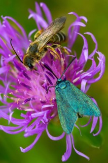 Flake green ram, green ram, jordanita globulariae, high size, portrait format, insects, moths,