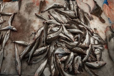Fresh blue whiting (Micromesistius poutassou) on ice, fish market, Enschede, Netherlands