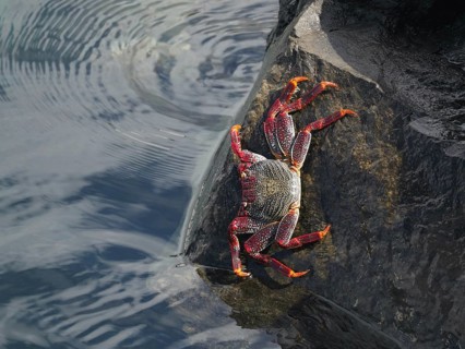 A red rock crab (Grapsus adscensionis) with orange legs clings to a rock, Puerto de Santiago,