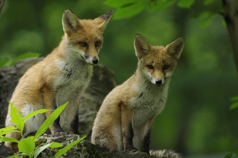 Fox, foxes, two, young animals, vulpes vulpes, animals, mammals, wildlife
