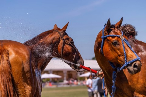 Horse being hosed down, polo horse, polo pony (Equus), polo tournament, 1295 Polo Masters,