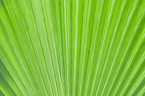 Close-up of a vibrant green palm leaf with distinct ribbed texture and lines. The leaf showcases