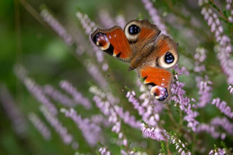 Aglais io, Inachis io, Nymphalis io, peacock butterfly, butterfly, insects, butterfly, butterflies,
