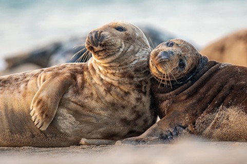 Grey seal (Halichoerus grypus), rutting season, Nordesee, Heligoland, Schleswig-Holstein, Germany