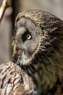 Portrait of a large owl with striking yellow eyes and textured plumage: a great grey owl perched