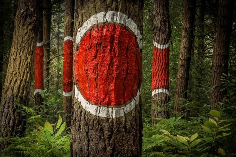 The painted forest Bosque de Oma, land art project in Kortezubi, Basque Country, Spain