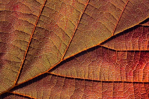 Close-up of the Red Zellernut, red-leaved hazel or cobnut, red-leaved Zellernuss, Corylus avellana