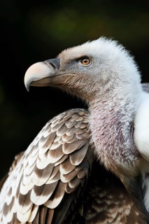 Barred vulture (Gyps rueppelli), portrait, captive, occurrence in Africa