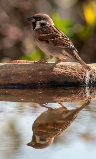 Tree Sparrow, Passer Montanus, Sparrow, Tree Sparrow, Bath, Birds, High Size, Portrait, Passeri,