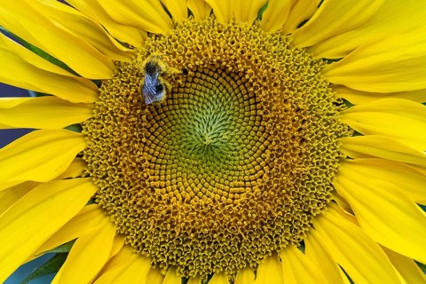 Honeybee (Apis mellifera) on a sunflower, Vechta, Lower Saxony, Germany