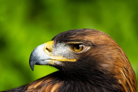 Close-up of an eagle with a distinctive beak against a green background, Golden Eagle (Aquila