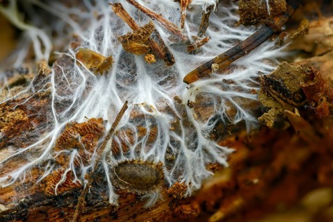 Fringed steccherinum, fringed resupinate spines, fringed steccherinum, steccherinum fimbriatum,